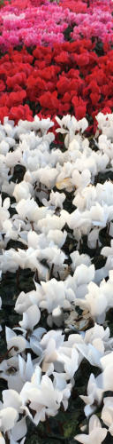 An exterior home staging technique is to add a touch of color here and there with flowers.