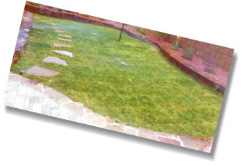 grass sod in back yard landscaping