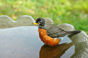 Landscaping attracts wildlife, another benefit for landscaping.